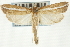  ( - CNCLEP00088189)  @11 [ ] CreativeCommons - Attribution Non-Commercial Share-Alike (2011) Jean-Francois Landry, CNC and Zhaofu Yang, BIO Canadian National Collections