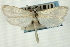  ( - CNCLEP00088198)  @11 [ ] CreativeCommons - Attribution Non-Commercial Share-Alike (2011) Jean-Francois Landry, CNC and Zhaofu Yang, BIO Canadian National Collections