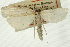  ( - CNCLEP00088199)  @11 [ ] CreativeCommons - Attribution Non-Commercial Share-Alike (2011) Jean-Francois Landry, CNC and Zhaofu Yang, BIO Canadian National Collections