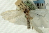  ( - CNCLEP00088200)  @11 [ ] CreativeCommons - Attribution Non-Commercial Share-Alike (2011) Jean-Francois Landry, CNC and Zhaofu Yang, BIO Canadian National Collections
