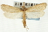  ( - CNCLEP00088205)  @14 [ ] CreativeCommons - Attribution Non-Commercial Share-Alike (2011) Jean-Francois Landry, CNC and Zhaofu Yang, BIO Canadian National Collections