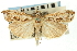  ( - CNCLEP00088255)  @11 [ ] CreativeCommons - Attribution Non-Commercial Share-Alike (2011) Jean-Francois Landry, CNC and Zhaofu Yang, BIO Canadian National Collections