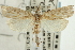  (Xubida relovae - CNCLEP00088271)  @14 [ ] CreativeCommons - Attribution Non-Commercial Share-Alike (2011) Jean-Francois Landry, CNC and Zhaofu Yang, BIO Canadian National Collections