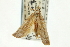  (Xubida punctilineella - CNCLEP00088279)  @13 [ ] CreativeCommons - Attribution Non-Commercial Share-Alike (2011) Jean-Francois Landry, CNC and Zhaofu Yang, BIO Canadian National Collections