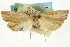  ( - CNCLEP00088280)  @11 [ ] CreativeCommons - Attribution Non-Commercial Share-Alike (2011) Jean-Francois Landry, CNC and Zhaofu Yang, BIO Canadian National Collections