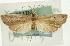  ( - CNCLEP00088281)  @11 [ ] CreativeCommons - Attribution Non-Commercial Share-Alike (2011) Jean-Francois Landry, CNC and Zhaofu Yang, BIO Canadian National Collections