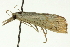  ( - CNCLEP00088288)  @14 [ ] CreativeCommons - Attribution Non-Commercial Share-Alike (2011) Jean-Francois Landry, CNC and Zhaofu Yang, BIO Canadian National Collections
