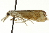  ( - CNCLEP00088289)  @13 [ ] CreativeCommons - Attribution Non-Commercial Share-Alike (2011) Jean-Francois Landry, CNC and Zhaofu Yang, BIO Canadian National Collections