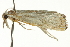  ( - CNCLEP00088290)  @14 [ ] CreativeCommons - Attribution Non-Commercial Share-Alike (2011) Jean-Francois Landry, CNC and Zhaofu Yang, BIO Canadian National Collections