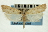  ( - CNCLEP00088307)  @11 [ ] CreativeCommons - Attribution Non-Commercial Share-Alike (2011) Jean-Francois Landry, CNC and Zhaofu Yang, BIO Canadian National Collections