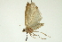  ( - CNCLEP00088310)  @13 [ ] CreativeCommons - Attribution Non-Commercial Share-Alike (2011) Jean-Francois Landry, CNC and Zhaofu Yang, BIO Canadian National Collections