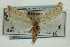  ( - CNCLEP00088314)  @13 [ ] CreativeCommons - Attribution Non-Commercial Share-Alike (2011) Jean-Francois Landry, CNC and Zhaofu Yang, BIO Canadian National Collections
