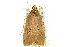  ( - CNCLEP00088330)  @14 [ ] CreativeCommons - Attribution Non-Commercial Share-Alike (2011) Jean-Francois Landry, CNC and Zhaofu Yang, BIO Canadian National Collections