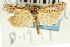  (Mesolia oraculella - CNCLEP00088363)  @11 [ ] CreativeCommons - Attribution Non-Commercial Share-Alike (2011) Jean-Francois Landry, CNC and Zhaofu Yang, BIO Canadian National Collections