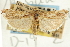 (Mesolia huachucella - CNCLEP00088365)  @11 [ ] CreativeCommons - Attribution Non-Commercial Share-Alike (2011) Jean-Francois Landry, CNC and Zhaofu Yang, BIO Canadian National Collections