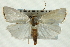  ( - CNCLEP00088370)  @13 [ ] CreativeCommons - Attribution Non-Commercial Share-Alike (2011) Jean-Francois Landry, CNC and Zhaofu Yang, BIO Canadian National Collections