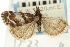  ( - CNCLEP00088401)  @13 [ ] CreativeCommons - Attribution Non-Commercial Share-Alike (2011) Jean-Francois Landry, CNC and Zhaofu Yang, BIO Canadian National Collections