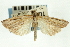  ( - CNCLEP00088428)  @13 [ ] CreativeCommons - Attribution Non-Commercial Share-Alike (2011) Jean-Francois Landry, CNC and Zhaofu Yang, BIO Canadian National Collections