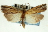  ( - CNCLEP00088429)  @11 [ ] CreativeCommons - Attribution Non-Commercial Share-Alike (2011) Jean-Francois Landry, CNC and Zhaofu Yang, BIO Canadian National Collections