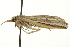  ( - CNCLEP00088431)  @13 [ ] CreativeCommons - Attribution Non-Commercial Share-Alike (2011) Jean-Francois Landry, CNC and Zhaofu Yang, BIO Canadian National Collections