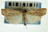  (Fissicrambus fissiradiellus - CNCLEP00088451)  @11 [ ] CreativeCommons - Attribution Non-Commercial Share-Alike (2011) Jean-Francois Landry, CNC and Zhaofu Yang, BIO Canadian National Collections