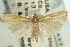  (Fissicrambus intermedius - CNCLEP00088459)  @14 [ ] CreativeCommons - Attribution Non-Commercial Share-Alike (2011) Jean-Francois Landry, CNC and Zhaofu Yang, BIO Canadian National Collections