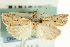  ( - CNCLEP00088460)  @11 [ ] CreativeCommons - Attribution Non-Commercial Share-Alike (2011) Jean-Francois Landry, CNC and Zhaofu Yang, BIO Canadian National Collections