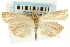  (Fissicrambus mutabilis CS - CNCLEP00088469)  @14 [ ] CreativeCommons - Attribution Non-Commercial Share-Alike (2011) Jean-Francois Landry, CNC and Zhaofu Yang, BIO Canadian National Collections