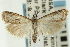  ( - CNCLEP00088488)  @13 [ ] CreativeCommons - Attribution Non-Commercial Share-Alike (2011) Jean-Francois Landry, CNC and Zhaofu Yang, BIO Canadian National Collections