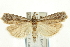  ( - CNCLEP00088499)  @13 [ ] CreativeCommons - Attribution Non-Commercial Share-Alike (2011) Jean-Francois Landry, CNC and Zhaofu Yang, BIO Canadian National Collections