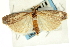  ( - CNCLEP00088501)  @12 [ ] CreativeCommons - Attribution Non-Commercial Share-Alike (2011) Jean-Francois Landry, CNC and Zhaofu Yang, BIO Canadian National Collections