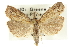  (Neodactria zeellus - CNCLEP00088514)  @13 [ ] CreativeCommons - Attribution Non-Commercial Share-Alike (2011) Jean-Francois Landry, CNC and Zhaofu Yang, BIO Canadian National Collections