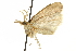  (Neodactria modestellus - CNCLEP00088519)  @11 [ ] CreativeCommons - Attribution Non-Commercial Share-Alike (2011) Jean-Francois Landry, CNC and Zhaofu Yang, BIO Canadian National Collections