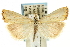  ( - CNCLEP00088579)  @14 [ ] CreativeCommons - Attribution Non-Commercial Share-Alike (2011) Jean-Francois Landry, CNC and Zhaofu Yang, BIO Canadian National Collections