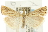  ( - CNCLEP00088581)  @13 [ ] CreativeCommons - Attribution Non-Commercial Share-Alike (2011) Jean-Francois Landry, CNC and Zhaofu Yang, BIO Canadian National Collections