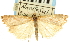  (Agriphila sp. 1ZYCRM - CNCLEP00088589)  @11 [ ] CreativeCommons - Attribution Non-Commercial Share-Alike (2011) Jean-Francois Landry, CNC and Zhaofu Yang, BIO Canadian National Collections