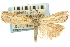  (Agriphila sp. 2ZYCRM - CNCLEP00088591)  @12 [ ] CreativeCommons - Attribution Non-Commercial Share-Alike (2011) Jean-Francois Landry, CNC and Zhaofu Yang, BIO Canadian National Collections