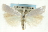  ( - CNCLEP00088632)  @14 [ ] CreativeCommons - Attribution Non-Commercial Share-Alike (2011) Jean-Francois Landry, CNC and Zhaofu Yang, BIO Canadian National Collections