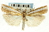  ( - CNCLEP00088635)  @14 [ ] CreativeCommons - Attribution Non-Commercial Share-Alike (2011) Jean-Francois Landry, CNC and Zhaofu Yang, BIO Canadian National Collections