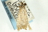  ( - CNCLEP00088653)  @12 [ ] CreativeCommons - Attribution Non-Commercial Share-Alike (2011) Jean-Francois Landry, CNC and Zhaofu Yang, BIO Canadian National Collections