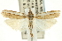  ( - CNCLEP00088705)  @15 [ ] CreativeCommons - Attribution Non-Commercial Share-Alike (2011) Jean-Francois Landry, CNC and Zhaofu Yang, BIO Canadian National Collections