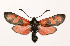  (Zygaena sedi - ZZZZAsedsed003)  @15 [ ] Copyright (2010) Unspecified Crimea State Medical University