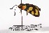  ( - ZZZAcoccoc002)  @12 [ ] Copyright (2010) Unspecified Crimea State Medical University