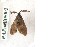  ( - PAPo#lit#001)  @12 [ ] Copyright (2010) Unspecified Crimea State Medical University