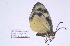 (Chalcosia phalaenaria - ChChCh#pha#002)  @12 [ ] Unspecified (default): All Rights Reserved  Unspecified Unspecified