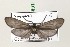  (Neofelderia sp. 1 - PPNf#sp1#001)  @13 [ ] Unspecified (default): All Rights Reserved  Unspecified Unspecified