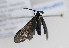  ( - PPTri#cya#002)  @12 [ ] No Rights Reserved  Unspecified Unspecified