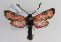  (Zygaena cambysea - ZZZMcamcam003)  @14 [ ] No Rights Reserved  Unspecified Unspecified