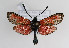  (Zygaena erythrus - ZZZMeryery003)  @14 [ ] No Rights Reserved  Unspecified Unspecified