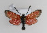  (Zygaena rubicundus - ZZZMrub#003)  @14 [ ] No Rights Reserved  Unspecified Unspecified